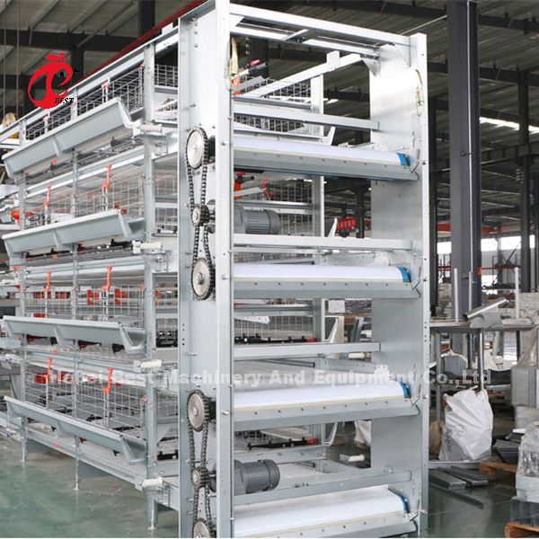 Battery Automatic H Type Poultry Cage System Hot Sale 240Birds Rose