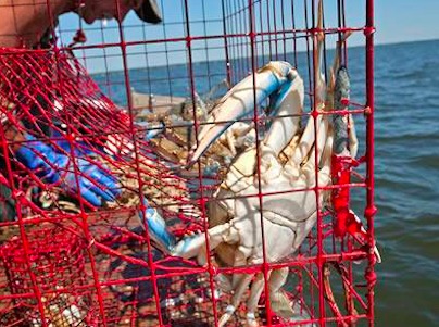 HDG 1x1 Inch Welded Metal Wire Mesh 12 Gauge 150 ft Length For Lobster Cage