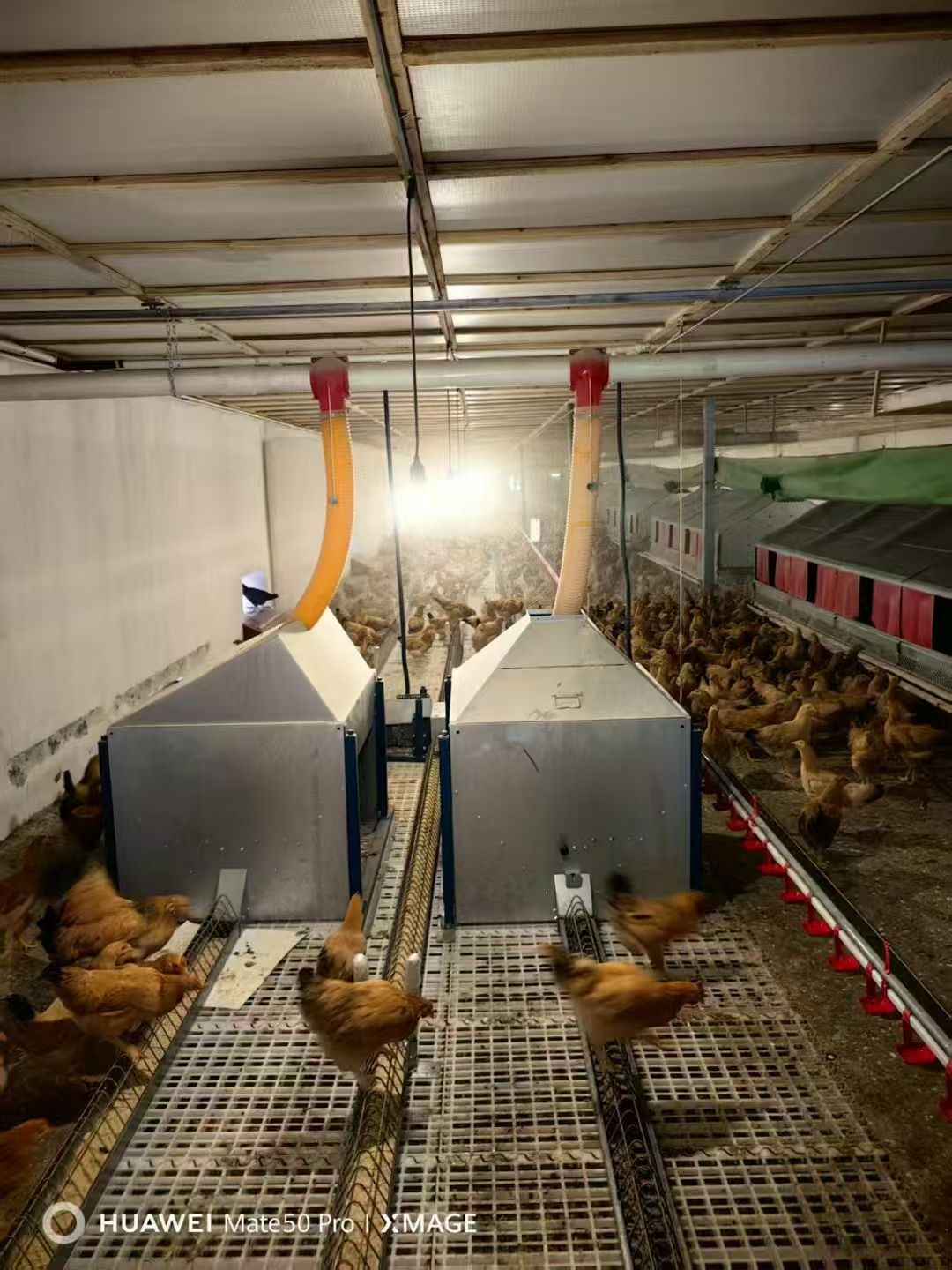 Commercial Fully Automatic Nest Box Poultry Farming Equipment Egg Collection Nest Box