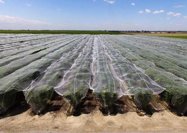 Flat Loom Weave Insect Wire Mesh , Insect Proof Garden Netting Size Customized