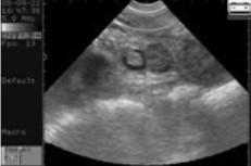 Escáner digital de ultrasonido veterinario