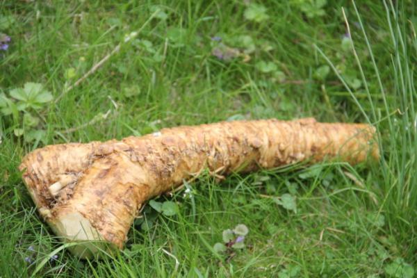 I.Q.F. Frozen Horseradish Dice Peeled, characteristic horseradish odor and taste
