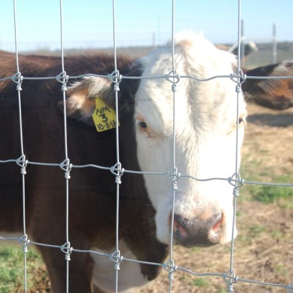 High Tensile Galvanized Farm Fence with Custom Height and Graduated Mesh Design for Livestock Protection