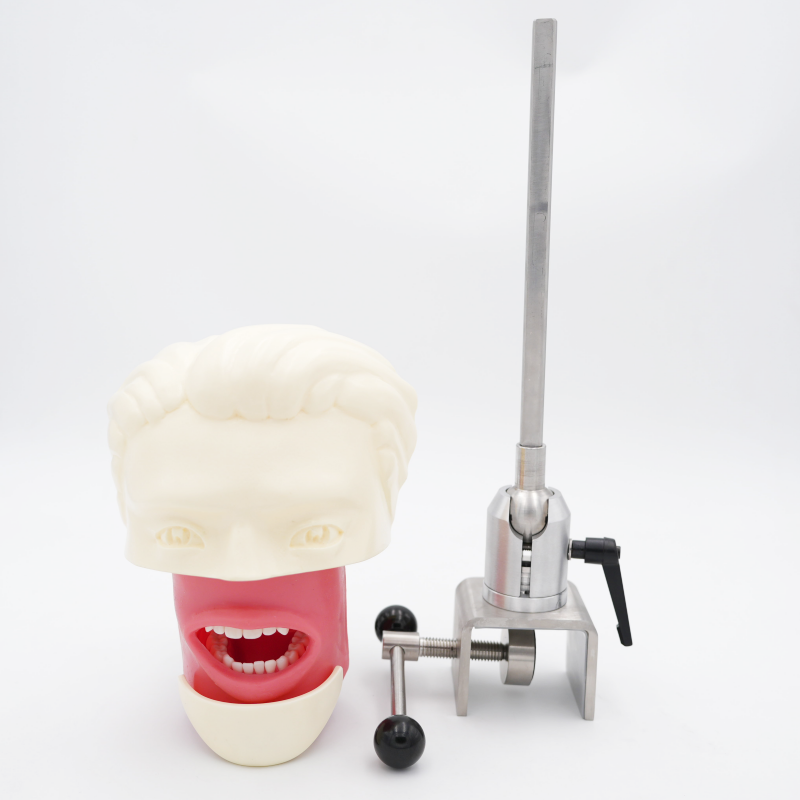 Advanced Oral Phantom Head Dental Teaching Head Model Dental School Desktop Practice Dental Training Simulator
