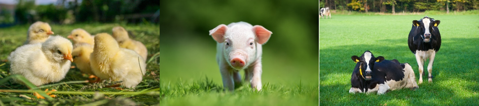 Habio Alpha Amylase Pure Deep Fermentation Mid Temperature α Amylase yellow Podwer For Feed Food and Industrial use