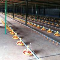 Linha de alimentação automática alimentadores e bebedores da bandeja das aves domésticas galinha