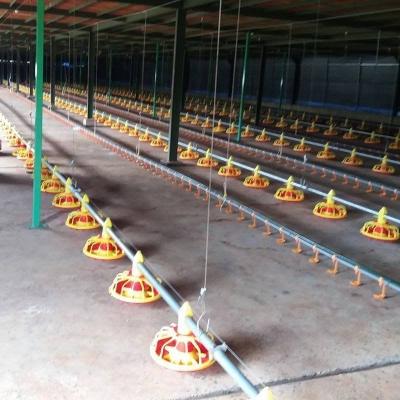 Linha de alimentação automática alimentadores e bebedores da bandeja das aves domésticas galinha