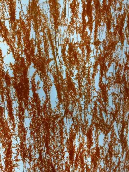 Decorative Wall Cladding 19mm Obscure Plant Laminated Glass