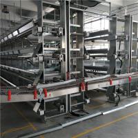 Sistema automático de coleta de ovos de frango em camadas 3 camadas 5 portas