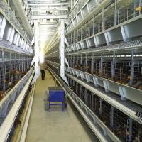 Tipo alimentador de aço de U do alimento da galinha do HDG, sistema 3-8tiers de alimentação automático para galinhas
