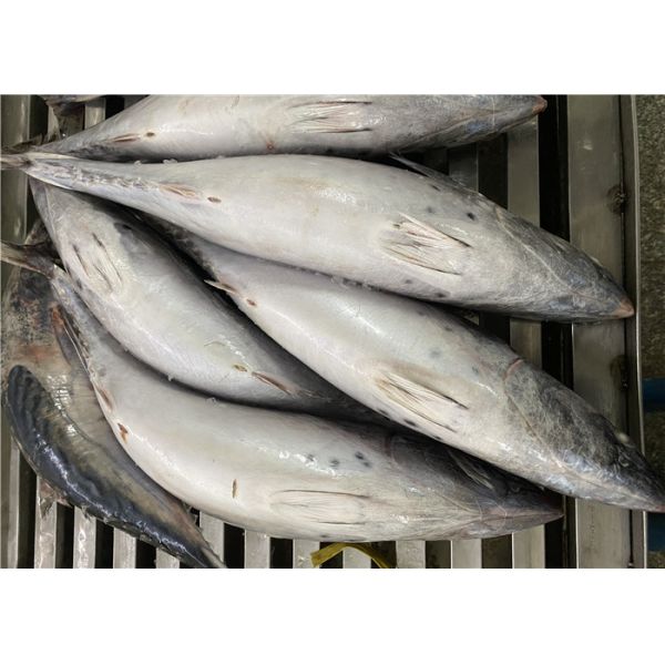 Свежее 600g 3 рыбы пеламиды пункта замороженных для законсервированный