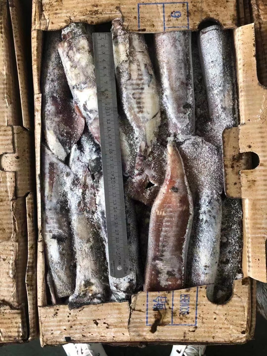 Кальмар 100 круга BQF хорошего цвета весь замороженный индийский - 300g