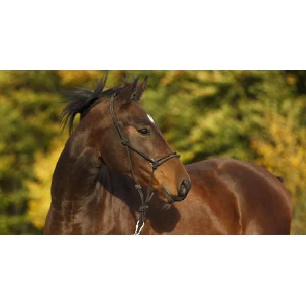 Steel 10ft Tall Horse Round Yard Panels With Powder Coated