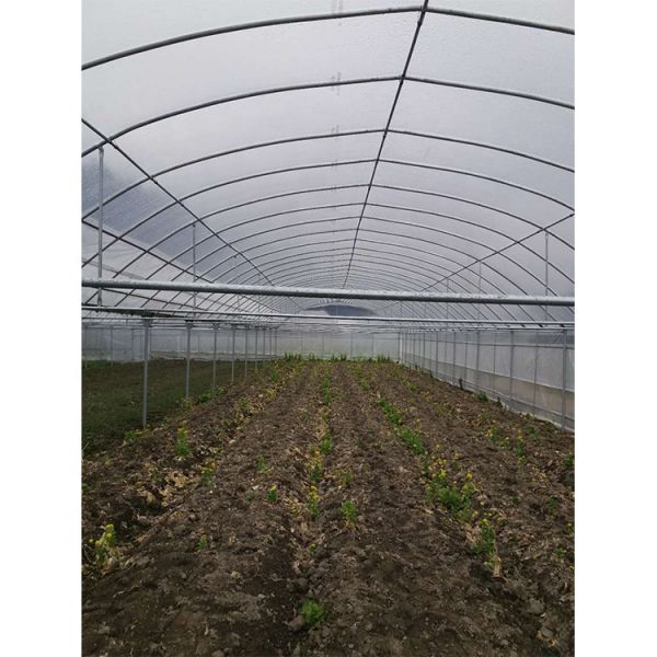 Пленочная многопролетная теплица с высотой крыши 5 м для овощей и фруктов