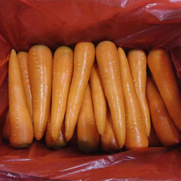 Organic Shandong New Crop Fresh Carrots Clean Water Washed Top Grade Sweet Taste Vegetables for Export Rainland Brand