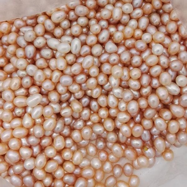 AAA grade,Vacumm packed Freshwater Cultured pearl Oysters with White/Gold/Purple/black/pink,6-7mm,7-8mm