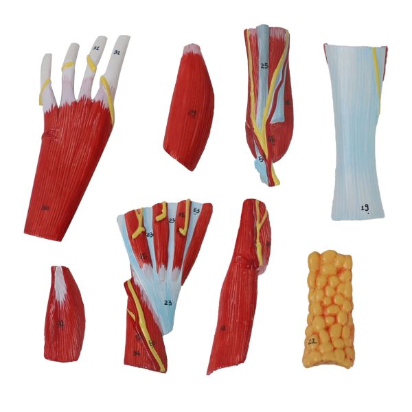 Life size Anotomy Didactic Research Medical School Campus Hospital Rehabilitation Treatment After Surgery Foot Ankle Model