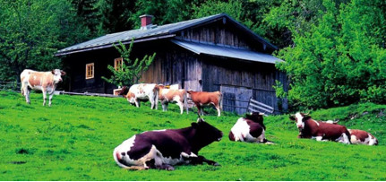 Grado animal Leonardita ácido húmico sodio humato en polvo para caballos / vacas