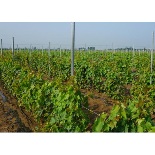 Wine Chateau Plant Support Posts 54x30x1.5mm 7ft Height Corrosion Resistance