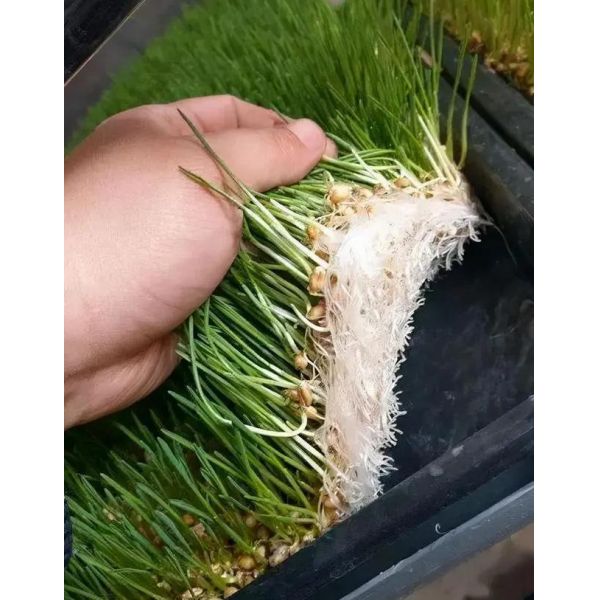 Forraje en contenedores multifuncionales para la cría de flores/hortalizas/semillas de doble capa