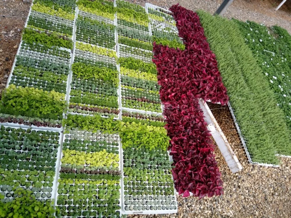 Floating Seedling Seed Planting Trays EPS EPP EPE 21 32 50 72 105 128 200 Cells