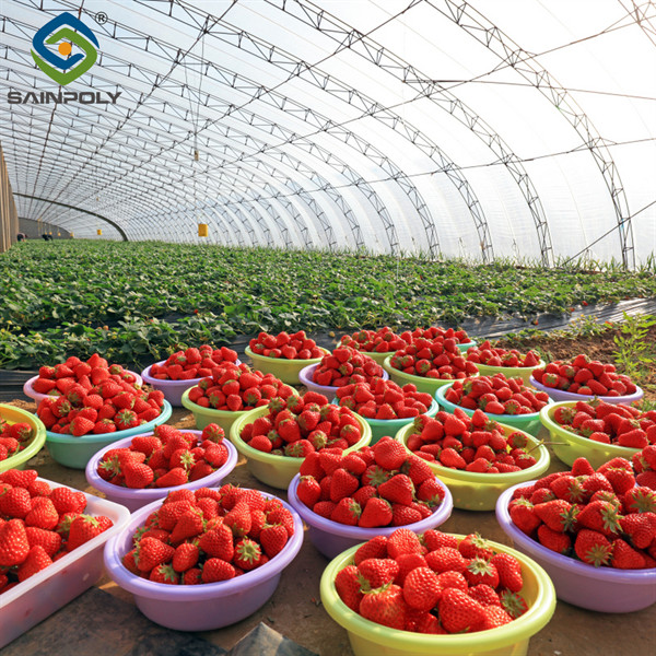 SAINPOLY Easily Assembled Fruit Growing Greenhouse Strawberry Production
