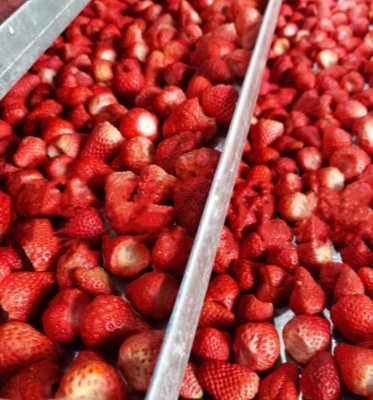 Промышленность пищевых напитков Вакуумные морозильные сушильные машины для фруктов овощей морепродукты