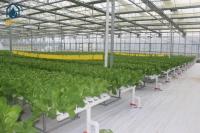 NFT Hydroponic Channel Indoor Hydroponic Grow System For Leafy Vegetables