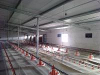 Sistema automático de alimentação de frangos de corte 2,2 KW para aves para fazendas