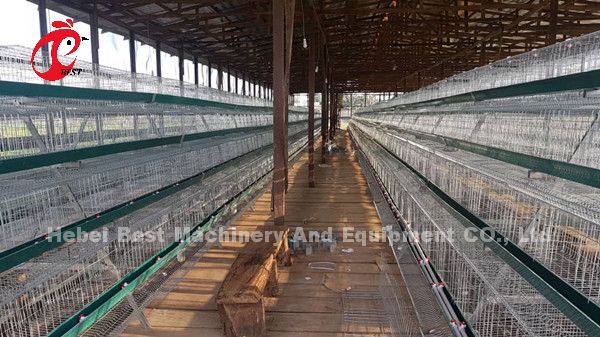 Цена клетки батареи слоев в Нигерии 12 птицы цыпленка 128 недель играет главные роли