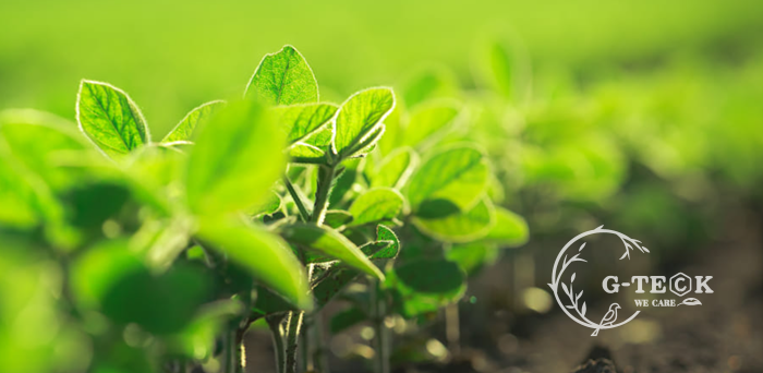 Magnesium 10% Nitrogen 10% Chelated Amino Acids Foliar Organic Fertilizer