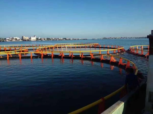 Deep Sea HDPE Fish-Farming Cages Pens 2 Weeks Delivery 1 Year After-sales Service