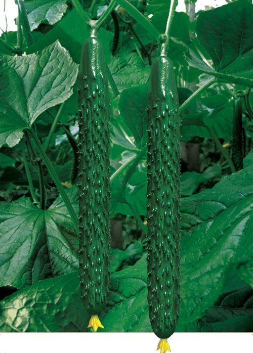 CU12 Nongyue high quality bulk f1 hybrid cucumber seeds wholesale, chinese cucumber seeds