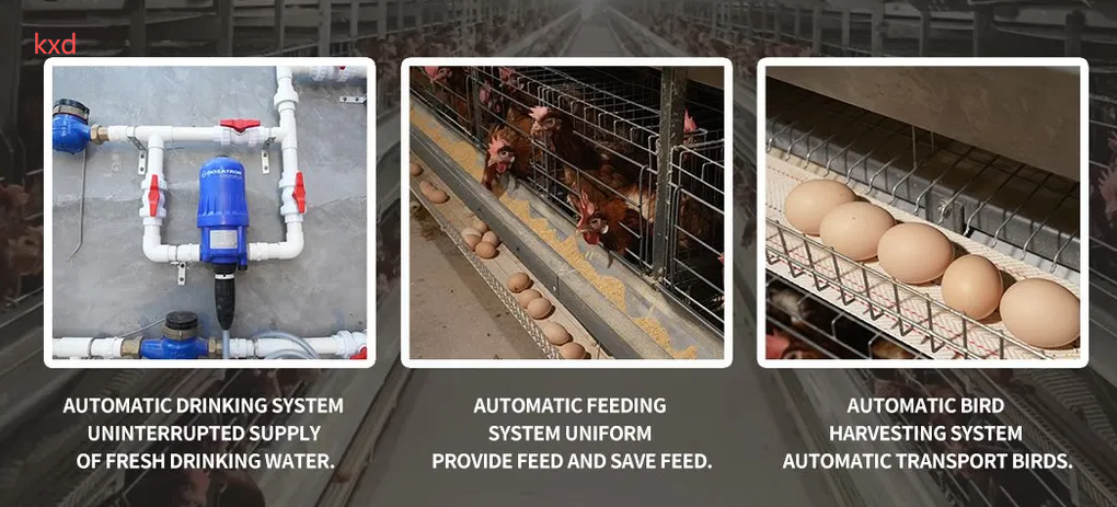 Corrosion Resistant Hot-dip Galvanized Layer Chicken Cage with High Egg Laying Rate for Poultry Farming