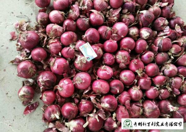 Juicy Sweet Red Onion 10 Kg / Bag Packing White Flesh For Cooking