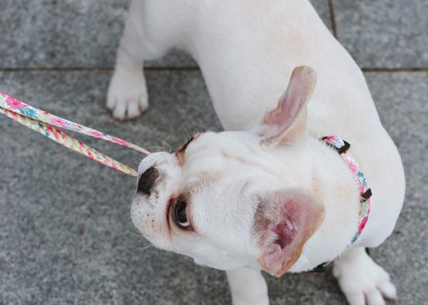 7.62m 25 Foot Nylon Anti Pull Dog Leash Around Chest Mouth Waist