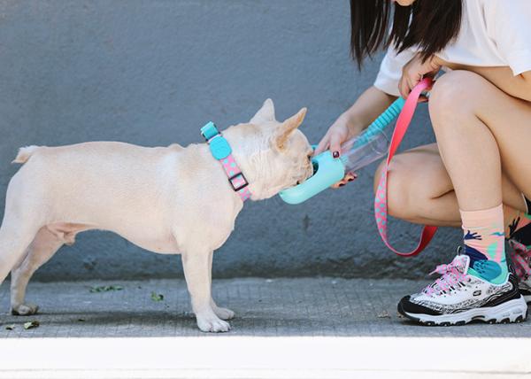 X Small Adjustable Cute Christmas Martingale Dog Collars Reflective Collars For Stray Dogs