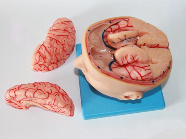 Life Size Medical Education Human Brain Anatomy 3d Model With Arteries