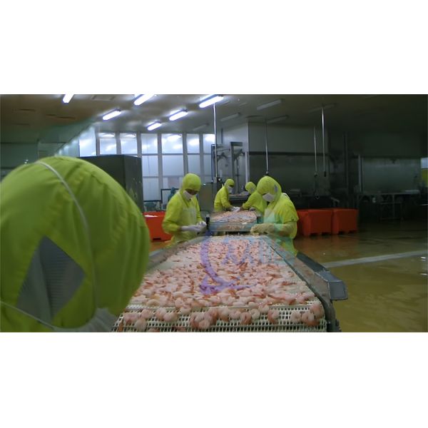 Stainless Steel Steam Shrimp Machine Production Line Practical Anti Erosion