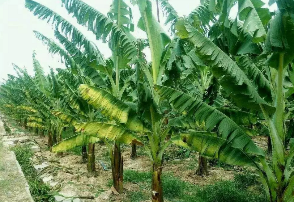 Естественное удобрение корня для деревьев хелатируя прослеживающий элемент Мг магния