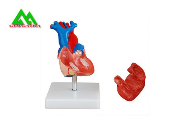 Plastic Human Anatomical Heart Model Life Size For Medical Students