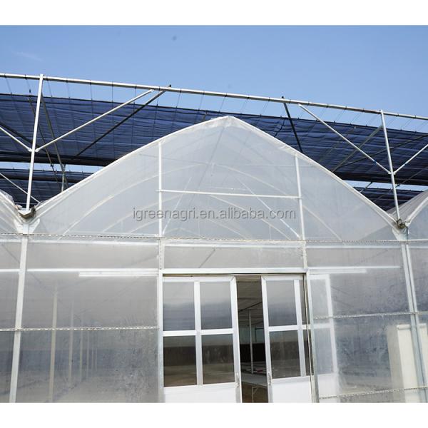 Tomato Growing Agricultural Equipment Roof Vent Free Multi Span Greenhouse