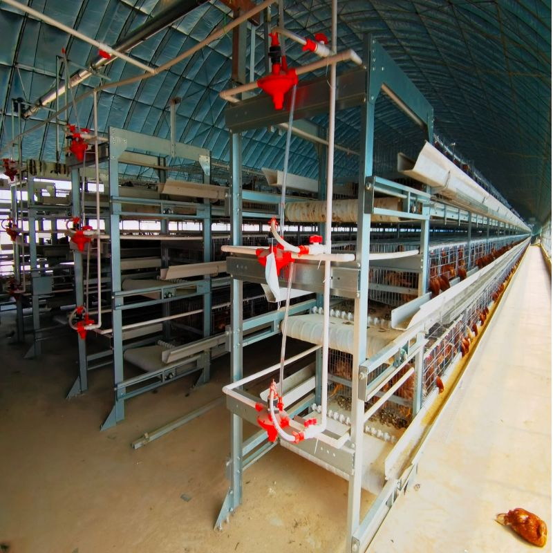 Customized Size A Type Layer Cage Automated Layer Breeding Cage For Poultry Farming