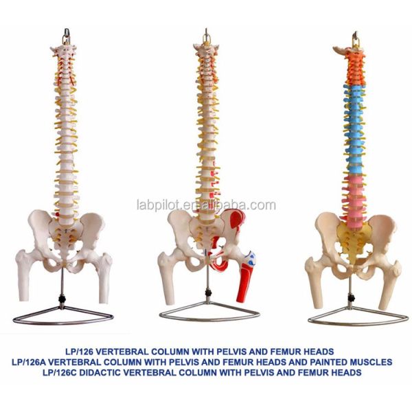 Colored Spine Model with Pelvic Cervical Lumbar and Thoracic Vertebrae Hospitals' Must-Have