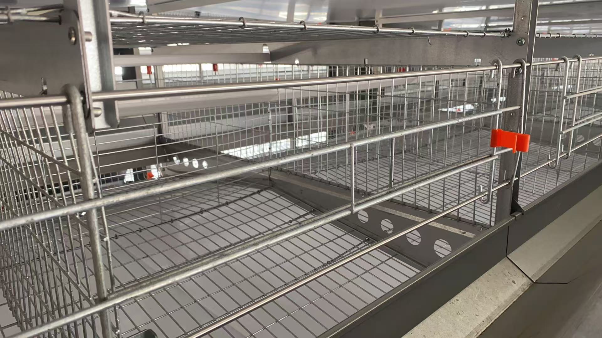 Automatic Layer Chicken Cage System Galvanized Structure For Efficient Farming