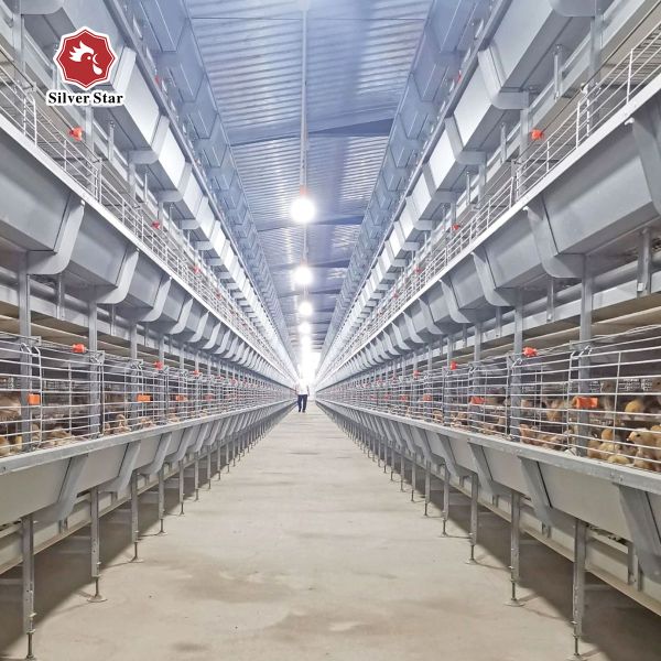 136 птиц/установили цыпленок поднимая клетку