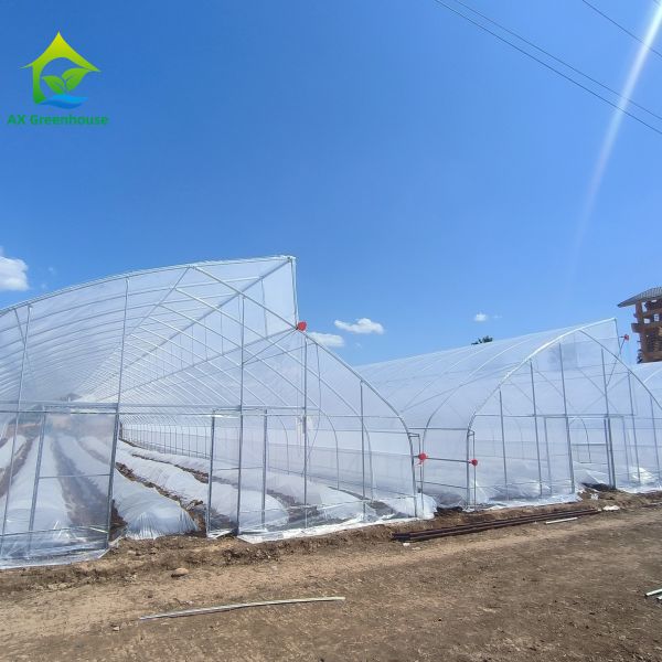 Commercial Plastic PE Film Seedling Poly Tunnel Greenhouse For Tomato Growing