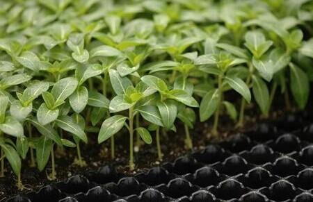 Plastic seedling trays in sydney seed starter tray For Pepper & Tomatoes seeding