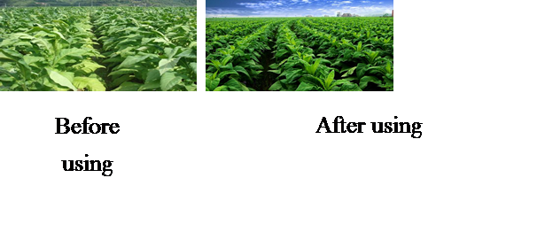 Удобрение с высоким содержанием калия для томатов