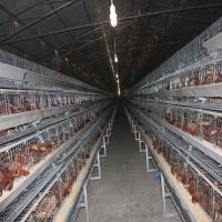 120 pássaros/ajustaram o tipo galvanizado de Mesh Battery Chicken Cage New do fio
